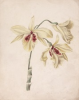 Tuke, Henry Scott, RA RWS (1858-1929): An Orchid, December 1872, signed, inscribed Copied form Mrs. Ellis, watercolour, 22.9 x 17.5 cms. RCPS Tuke Collection. Loan.