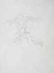Martin, William A. (1899-1988): Small sketch of leaves, pencil, 14.7 x 22.5 cms. Presented by Moss, Ruth. Bequest.