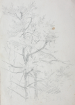 Martin, William A. (1899-1988): Study of trees, pencil, 14.7 x 22.6 cms. Presented by Moss, Ruth. Bequest.