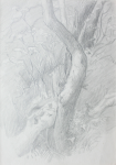 Martin, William A. (1899-1988): Sketch of curved tree trunks, pencil, 15.1 x 22.8 cms. Presented by Moss, Ruth. Bequest.