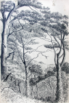 Martin, William A. (1899-1988): Trees (Cornwall), pen and ink, 15 x 23 cms. Presented by Moss, Ruth. Bequest.