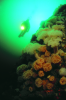 Webster, Mark (born 1955): Plumose anemones and diver, cibachrome photograph, 45.7 x 30.7 cms. Presented by Webster, Mark.