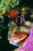 Webster, Mark (born 1955): Tom pot blenny, cibachrome photograph, 45.7 x 30.7 cms. Presented by M. Webster in 2002.
