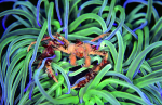 Webster, Mark (born 1955): Decorator crab in anemone, cibachrome photograph, 30.7 x 45.7 cms. Presented by Webster, Mark.