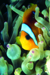 Webster, Mark (born 1955): Clown fish, cibachrome photograph, 45.7 x 30.7 cms. Presented by M. Webster in 2002.