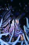Webster, Mark (born 1955): Lion fish, cibachrome photograph, 45.7 x 30.7 cms. Presented by M. Webster in 2002.