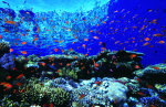 Webster, Mark (born 1955): Anthias on reef top, cibachrome photograph, 30.7 x 45.7 cms. Presented by M. Webster in 2002.