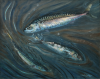 Whicker, Fred (1901-1966): Mackerel, signed, oil on board, 42 x 51 cms. Presented by Alan and Christine Smith in 2006.