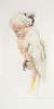 Butterworth, Elizabeth (born 1949): Molluccian Cockatoo, printer: Stoneman, Hugh (1947-2005), publisher: The Metropolitan Museum of Art, New York, signed and dated 1986, etching (printer's proof), 68 x 48.5 cms. The Art Fund Hugh Stoneman Archive.