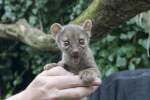 Turton, Michelle: Fossa cub, Newquay Zoo, photograph, 21 x 29.5 cms. Presented by the artist as part of the Heritage Lottery Fund's Darwin 200 celebrations.