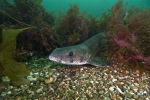 Webster, Mark (born 1955): Lesser spotted dogfish, Pendennis Point, Falmouth Bay, photograph, 42 x 56.5 cms. Presented by the artist as part of the Heritage Lottery Fund's Darwin 200 celebrations.