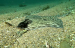 Webster, Mark (born 1955): Thornback ray, Pendennis Point, Falmouth, photograph, 42 x 56.5 cms. Presented by the artist as part of the Heritage Lottery Fund's Darwin 200 celebrations.