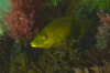 Webster, Mark (born 1955): Ballan Wrasse, Pendennis Point, Falmouth, photograph, 42 x 56.5 cms. Presented by the artist as part of the Heritage Lottery Fund's Darwin 200 celebrations.