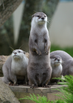 Hales, Alison: Asian Otters at Paradise Park, Cornwall, photograph. Presented by the artist as part of the Heritage Lottery Fund's Darwin 200 celebrations.