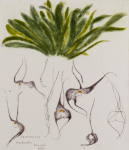 Blackadder, Dame Elizabeth Violet DBE RA RSA (1931-2021): Orchidacae Masdevallia Dracula Bell, signed, etching ( 27 of an edition of 40), 63 x 55 cms. © Browse and Darby.