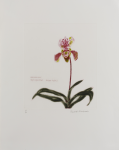 Blackadder, Dame Elizabeth Violet DBE RA RSA (1931-2021): Orchidacae Paphiopedilum Insigne Hybrid, signed, etching ( 25 of an edition of 40), 63 x 50.5 cms. © Browse and Darby.