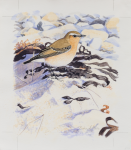 Allen, Richard (born 1964): Wheatear, Mersea, signed and dated 2008, watercolour on paper, 20 x 23 cms. Presented by Priseman, Robert. © Richard Allen.